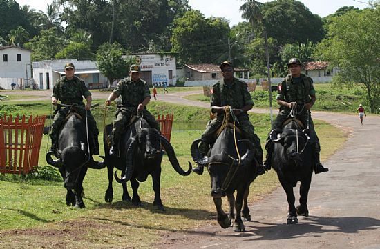 Búfalos utilizados como transporte para a polícia local (Paratur/divulgação)