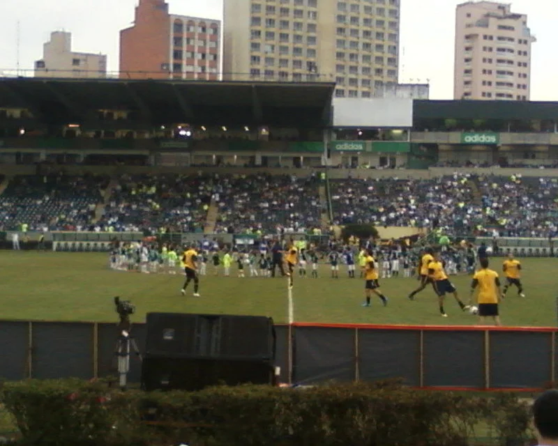 palmeiras