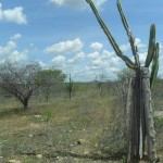 caatinga