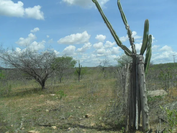 Caatinga à beira da CE-265/166 (km 21), em Quixeramobim. Foto: ViniRoger