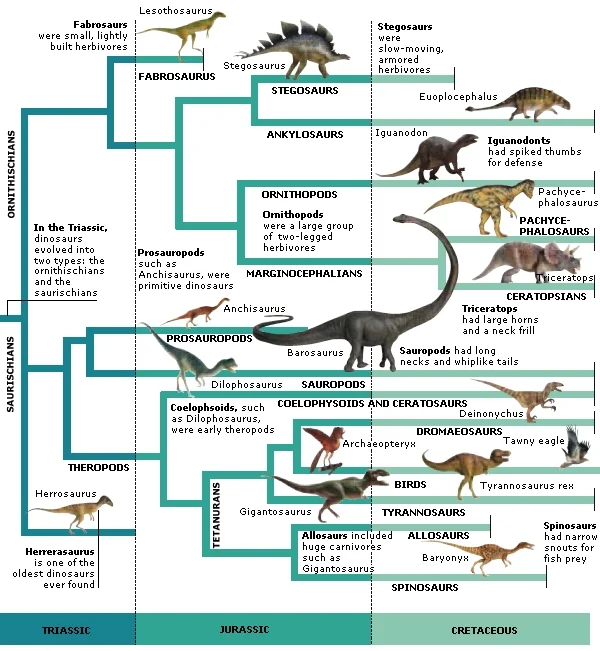 Filogenia dos dinossauros representada em um dendrograma. Fonte: Fact Monster