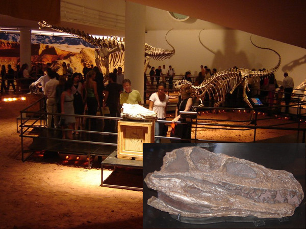 Exposição dinos na Oca (São Paulo, 2016): reconstituições em gesso de esqueletos de dinossauro - o que sobrou de ossos de dinossauro está petrificado (foto do detalhe) ou faltam muitas partes, impossibilitando fazer uma montagem desse tipo. Fotos: ViniRoger
