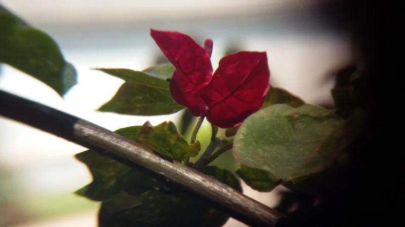 Foto de lente macro com teleobjetiva - a sombra na direita foi por causa do mal alinhamento feito à mão. Foto: ViniRoger