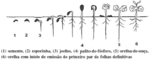 Desenvolvimento da plântula do café a partir da germinação da semente. Fonte: Santinato & Silva (2007), Tecnologias para produção de mudas de café.