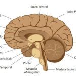 encefalo