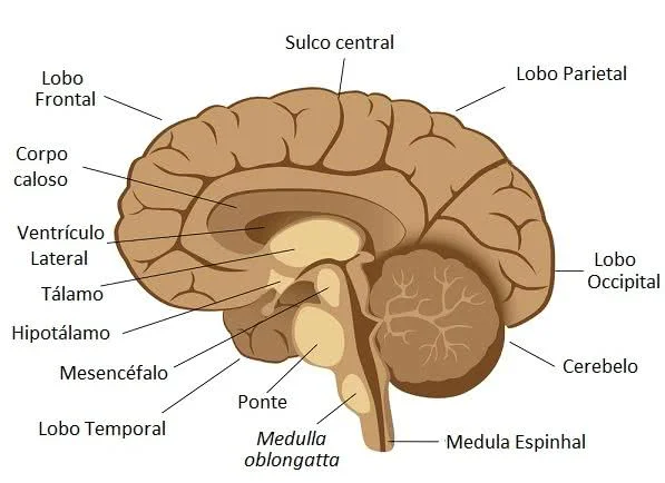 encefalo