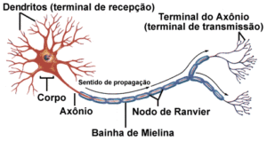neuronio
