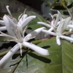 2ª florada do cafeeiro (OUT/2025)