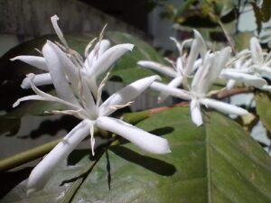 2ª florada do cafeeiro (OUT/2025)