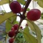 Frutos de café (NOV/2025)