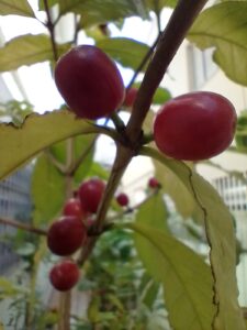 Frutos de café (NOV/2025)