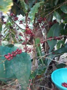 cafeeiro mogi