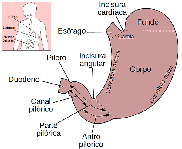 estomago