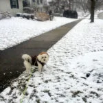 dog snow