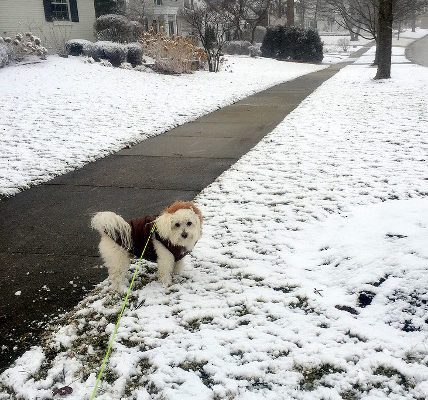 dog snow