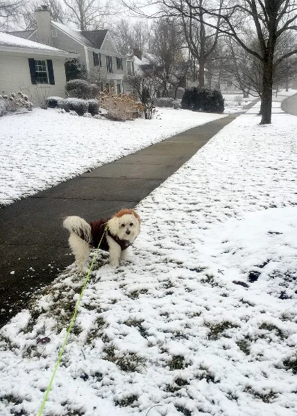 dog snow
