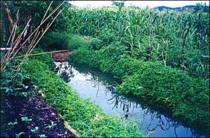 Terreno de Phiri com jardins de chuva. Fonte: Iesambi