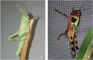 Gafanhoto da espécie Schistocerca cancellata com coloração "solitária" (A) e gregária (B). Fonte: Martina et al. (2019)