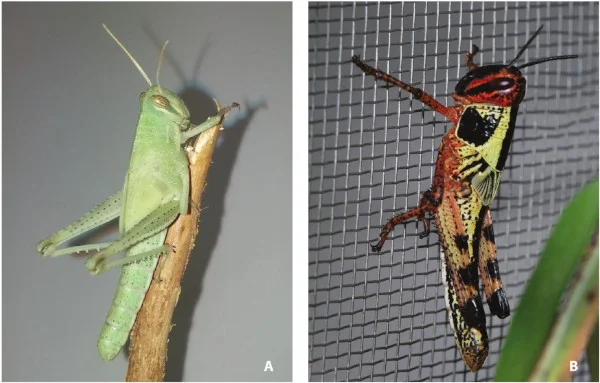 Gafanhoto da espécie Schistocerca cancellata com coloração "solitária" (A) e gregária (B). Fonte: Martina et al. (2019)