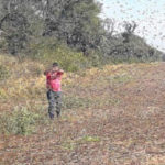 Nuvem de gafanhotos na região do Chaco, Paraguai. Fonte: Medina et al. (2017)