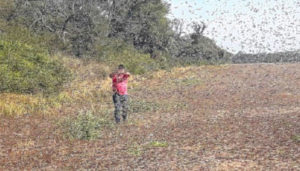 Nuvem de gafanhotos na região do Chaco, Paraguai. Fonte: Medina et al. (2017)