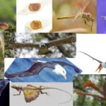 Cogumelo bufa-de-lobo, sementes de ipê, libélula, peixe voador, pterossauro, perereca planadora, dragão voador, morcego, colugo, harpia e albatroz (em sentido horário, a partir da esquerda indo para o centro). Fonte: Wikipedia