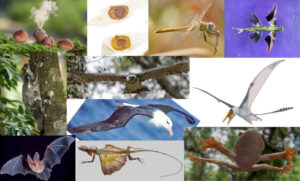 Cogumelo bufa-de-lobo, sementes de ipê, libélula, peixe voador, pterossauro, perereca planadora, dragão voador, morcego, colugo, harpia e albatroz (em sentido horário, a partir da esquerda indo para o centro). Fonte: Wikipedia