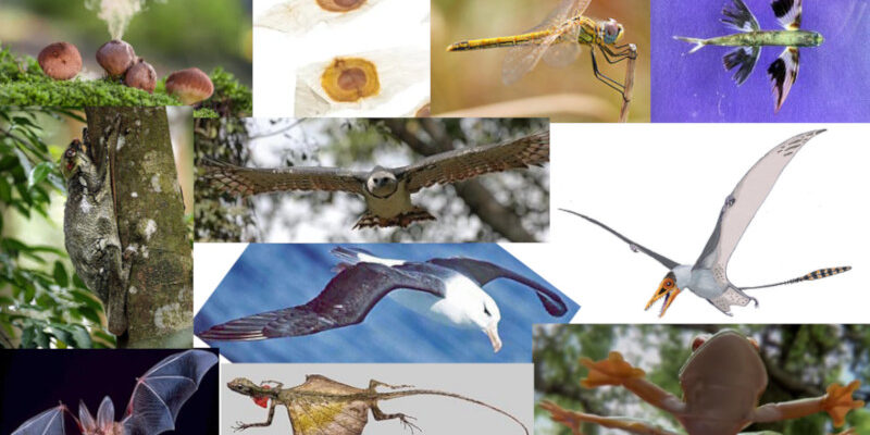 Cogumelo bufa-de-lobo, sementes de ipê, libélula, peixe voador, pterossauro, perereca planadora, dragão voador, morcego, colugo, harpia e albatroz (em sentido horário, a partir da esquerda indo para o centro). Fonte: Wikipedia
