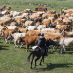 "Moving 400 head of cattle" por CharlesFred