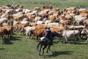 "Moving 400 head of cattle" por CharlesFred