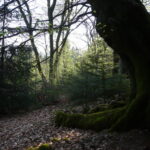 Dark Tree, por Eddi 07- Free Stock