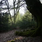 Dark Tree, por Eddi 07- Free Stock