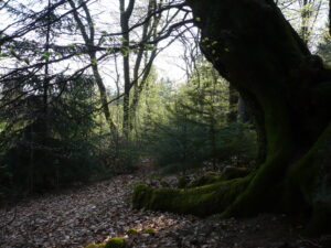 Dark Tree, por Eddi 07- Free Stock