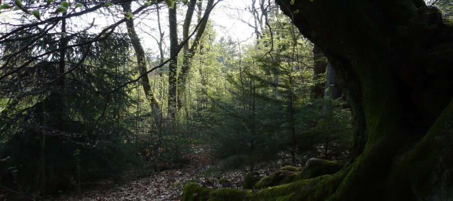 Dark Tree, por Eddi 07- Free Stock