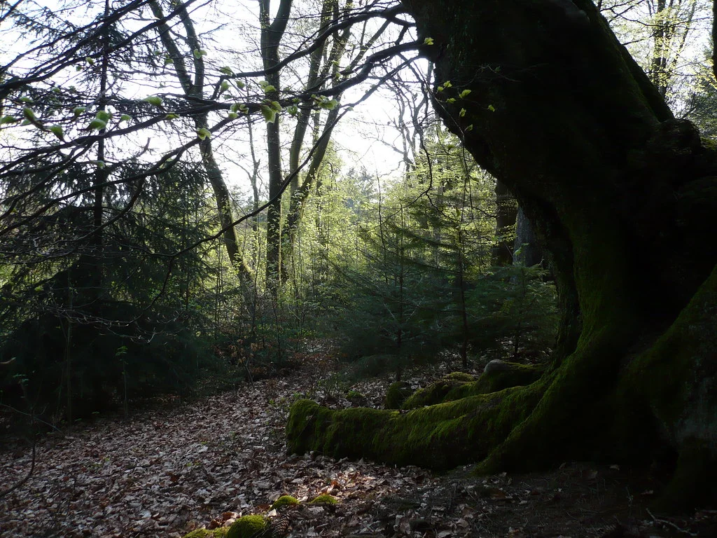 Dark Tree, por Eddi 07- Free Stock
