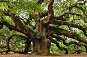 Carvalho. Foto: Nick Polizzi (Red Oak)