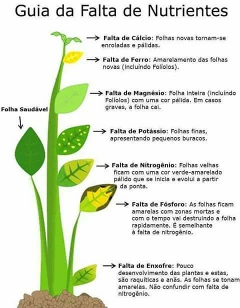 Sintomas e possíveis causas associadas a falta de nutrientes. Fonte: Thiago Orgânico