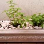 Jardineira com orégano, manjericão e hortelã. Foto: ViniRoger