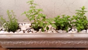 Jardineira com orégano, manjericão e hortelã. Foto: ViniRoger