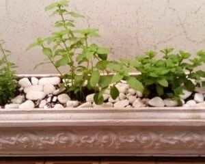 Jardineira com orégano, manjericão e hortelã. Foto: ViniRoger