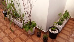 Plantas em vasos: capim-limão, citronela, roseira, samambaia, erva-doce, lavanda e outras. Foto: ViniRoger.