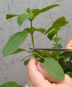 Tesoura marcando ponto de poda. Foto: ViniRoger