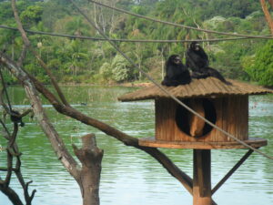 Zoológico de São Paulo - PEFI. Foto: ViniRoger