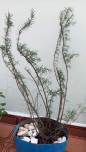 Alecrim já desenvolvido e replantado. Foto: ViniRoger