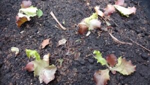 Pés de alface em vaso grande. Foto: ViniRoger