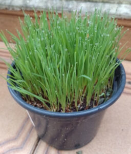 Alpiste. Foto: ViniRoger