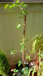 Amoreira jovem em vaso começando a dar frutos negros em agosto/2023. Foto: ViniRoger