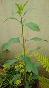 Arnica-do-mato. Foto: ViniRoger