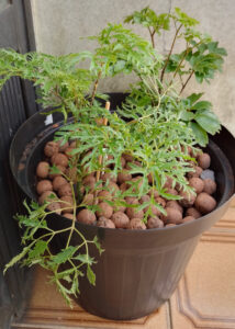Árvore da felicidade - fêmea, à frente, e macho. Foto: ViniRoger