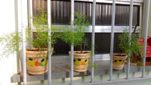 Aspargo pendente. Foto: ViniRoger